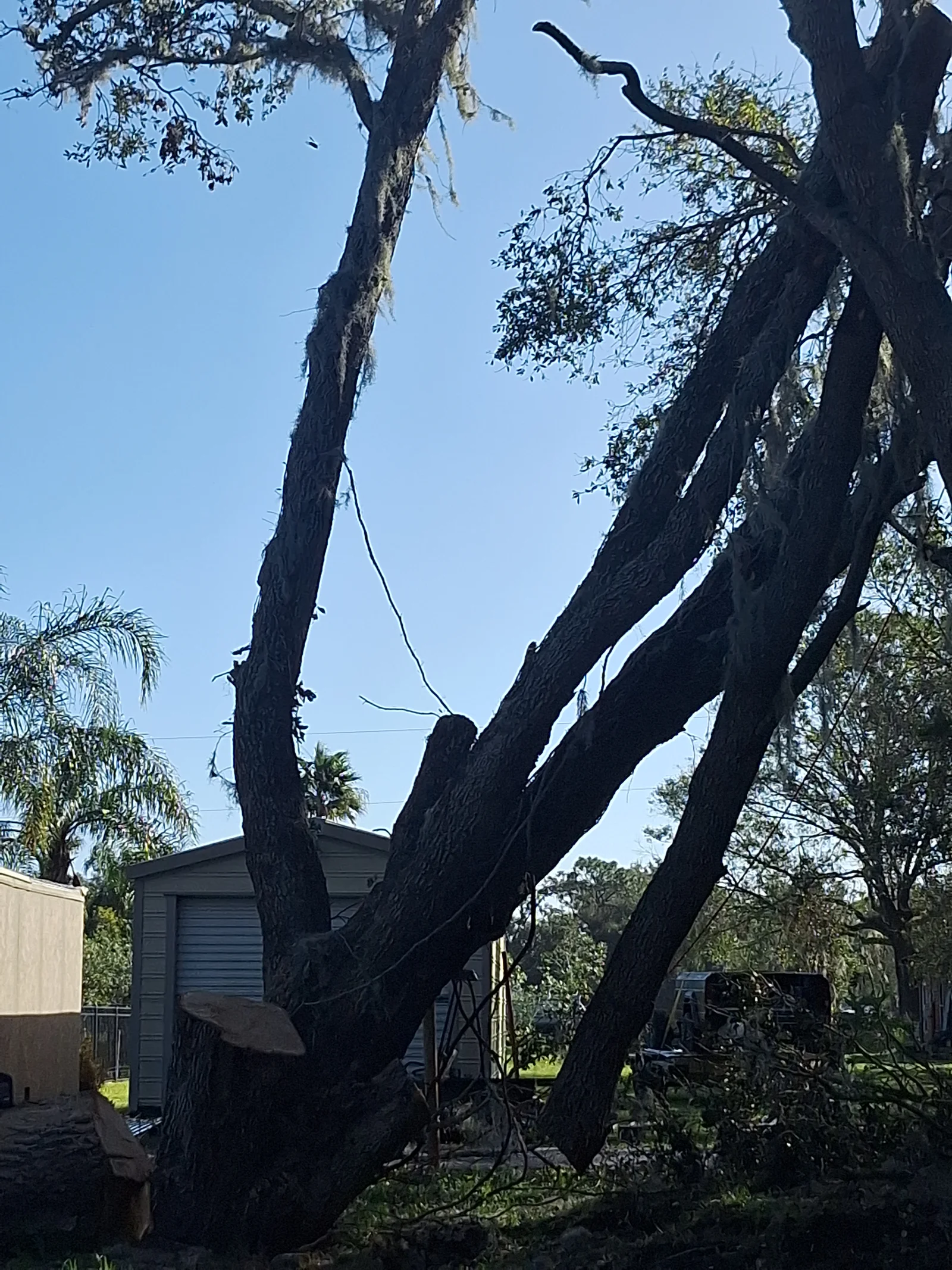 Multi-trunked oak tree being dismantled near a storage shed in Dover, FL — tree removal service by Branching Out Tree Services