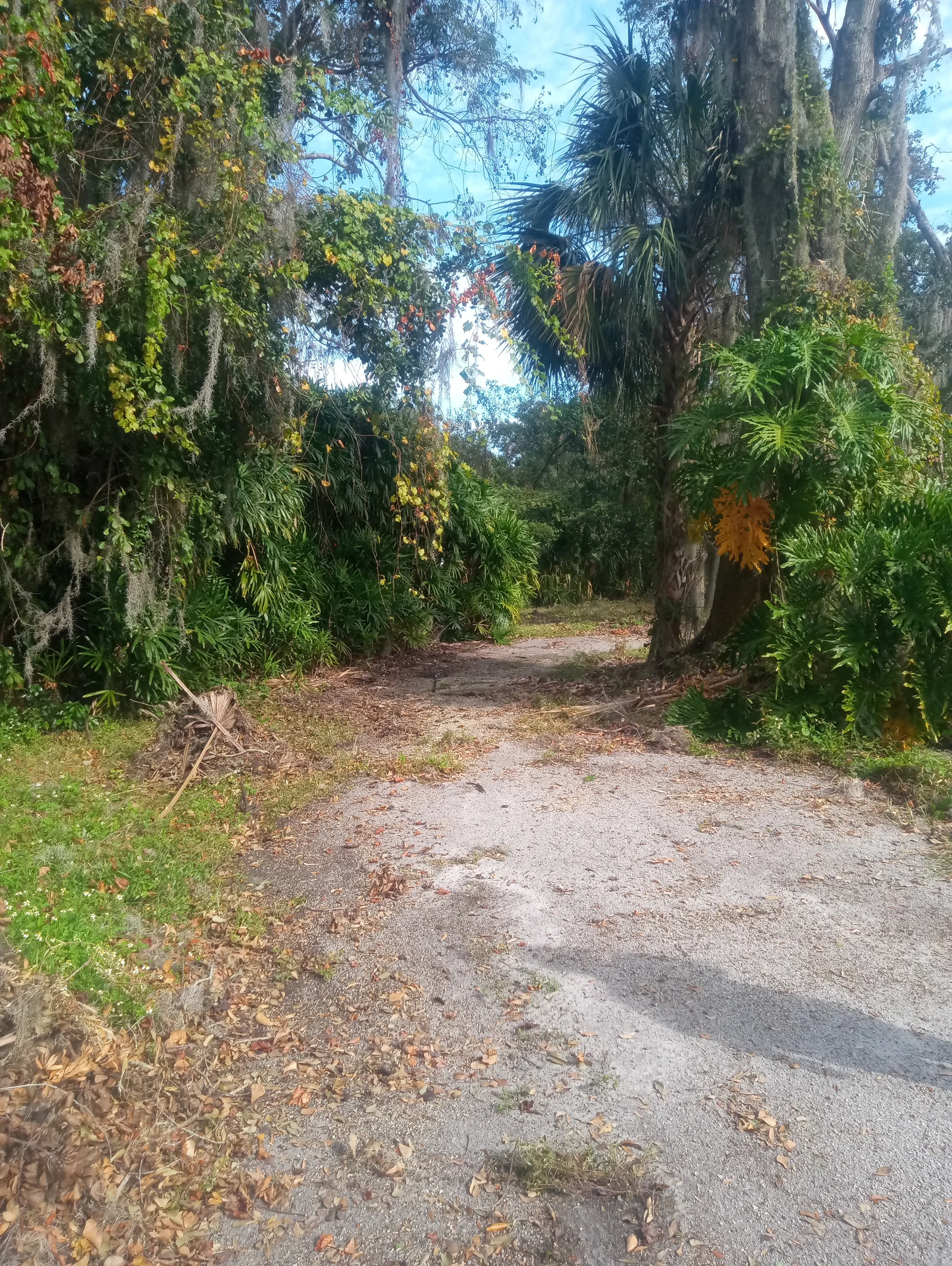 Overgrown driveway with sabal palms and climbing vines being cleared in Central Florida — vegetation removal service