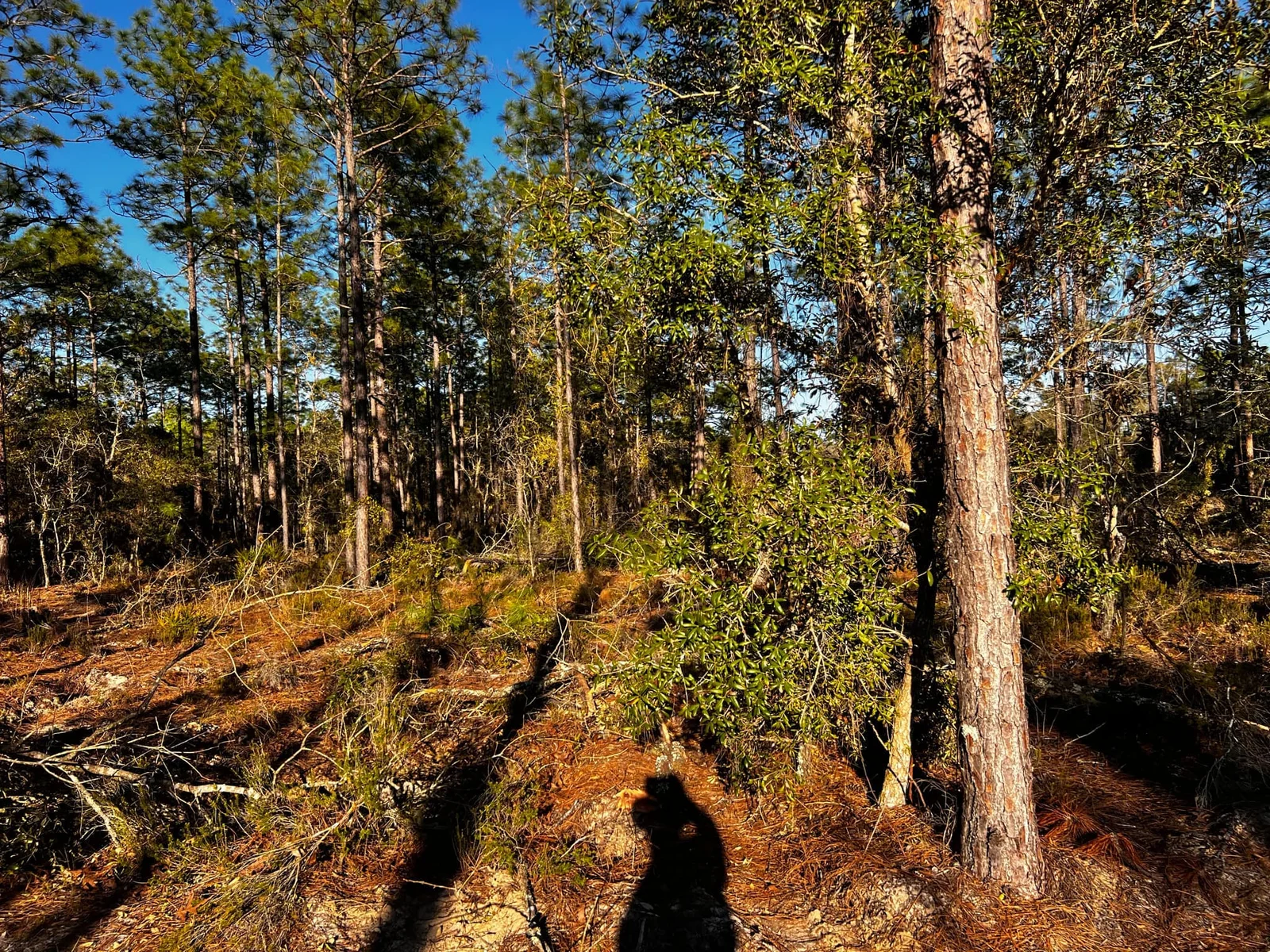 Tall pine trees with straight trunks above a cleared forest floor covered in pine needles and scattered fallen limbs