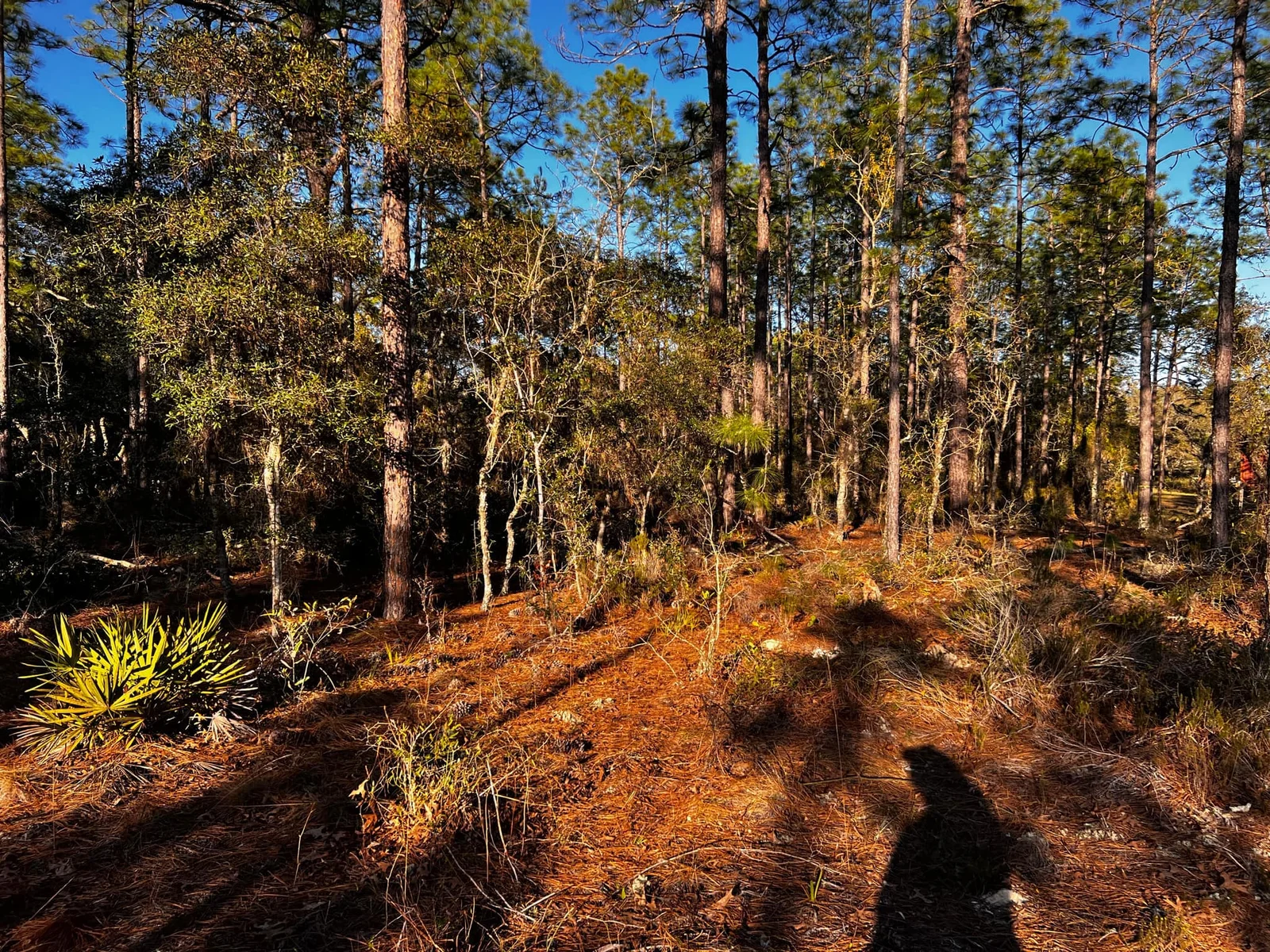 Open pine forest with tall pine trunks, pine needle ground cover, and palmetto understory in winter light