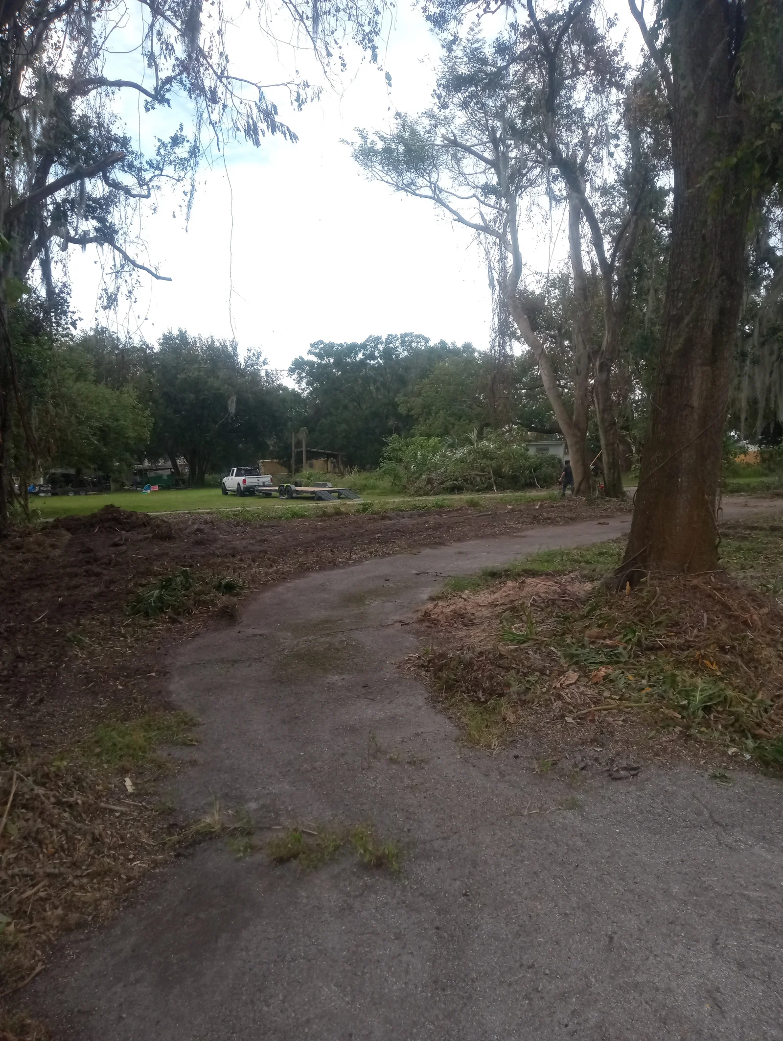 Concrete drive lined with cleared debris, mulched brush, and graded dirt beside mature oaks draped in Spanish moss